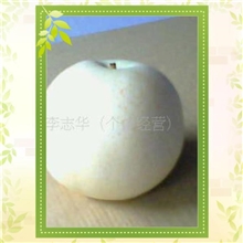 出口孟加拉印尼皇冠梨产地直销（润鑫全产业链优质梨果供应商）