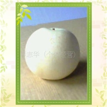 供应13年皇冠梨（润鑫全产业链优质梨果供应商）