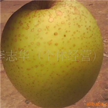 供应河北赵县赵州雪梨（个大味美，润鑫优质梨果供应商）