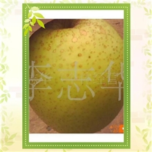供应赵县鸭梨（20年经验，品质保证，优质诚信供应商）量大从优