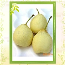 鸭梨96#112#出口一级果可出口中东东南亚（润鑫优质梨果供应商）