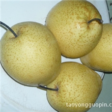正宗赵县雪花梨水晶梨个大汁甜清肺止咳欢迎订购