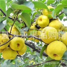 正宗河北赵县雪花梨新鲜水果清心润肺止咳欢迎订购