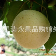 滋喉润肺佳品皇冠梨，雪梨，鸭梨