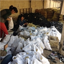 .【精品推出】供应高品质的小冻梨欢迎来电