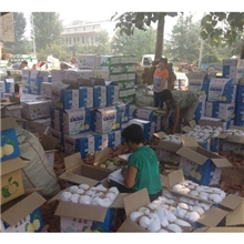 .【来电详谈】大量供应不去袋子雪花梨