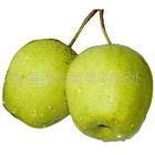 供应河北赵县45#、雪梨电话：13731110516