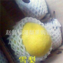 果园直销供应60#雪梨