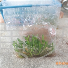 供应优质铁皮石斛种苗