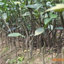 大量供应（原产地）优质沙田柚苗