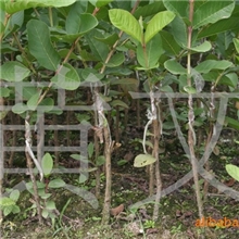 供应高产量的珍珠番石榴种苗（芭乐）