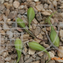 供应成熟的野生铁皮石斛种子（硕果）种子