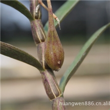 人工采摘优质野生铁皮石斛种子硕果