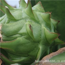 （3元特供）红皮红肉品种火龙果苗特价批发