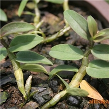 供应铁皮石斛组培种苗