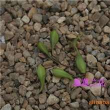 供应原生铁皮石斛种子