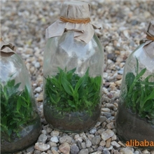 提供名贵保健药材种苗铁皮石斛