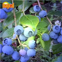 l大量批发供应蓝莓新鲜水果云南水果批发昆明进口水果