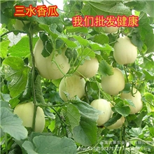 批发供应三水香瓜云南水果批发昆明进口水果新鲜水果