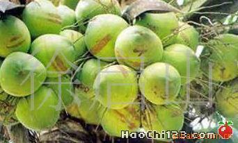 椰子在国外有生命水之称