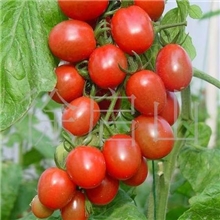 供应小西红柿