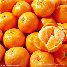 批发，出口，水果，柑桔，柑橘，芦柑，碰柑，椪柑，产地批发