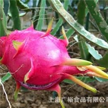 供应越南火龙果个大甜度高