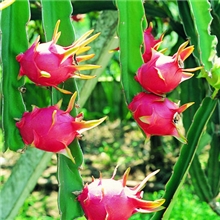 进口越南优质火龙果专供超市卖场