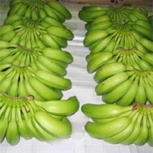 供应菲律宾香蕉
