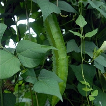 四角豆7元一斤10斤一箱清脆爽口海南特有绿色健康蔬菜又名四棱豆