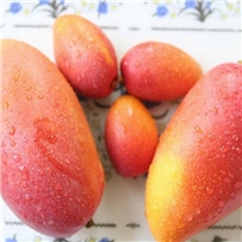 红金龙芒果5元一斤每箱10斤或20斤又名贵妃芒果爱文芒果