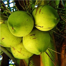 海南青椰子2.5元一个每个3kg水甜肉厚零售批发海口免费送货上门