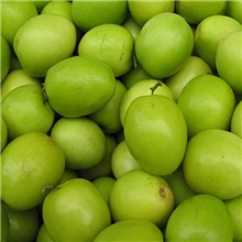 牛奶青枣8元一斤20斤一箱台湾蜜枣品种大果味道甜口感脆当天采摘