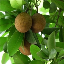 人心果10元一斤海南特产热带水果清心营养丰富大城市可航空货运
