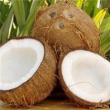 供应老椰子~厂家直发