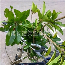 批量销售人心果苗各种规格厂家直销量价从优