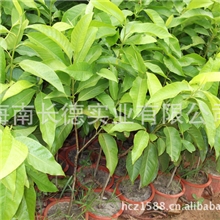 供应绿化苗木&mdash;&mdash;白玉兰小苗