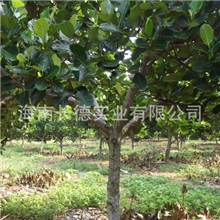 海南热带雨林果树苗木&mdash;&mdash;菠萝蜜