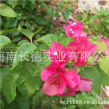 供应三角梅&mdash;&mdash;（叶子花）