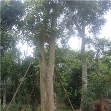 特供海南热带秋枫苗、重阳木、绿化观尝苗木