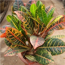 大量供应变叶木各种规格变叶木苗木（图）