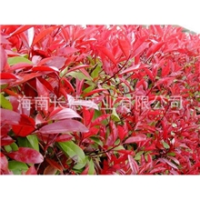 特级花卉红叶石楠批发各种苗木长期供应红叶石楠