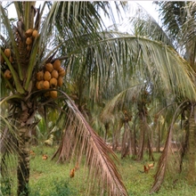 供应椰子苗圃风景椰子树苗海南金椰小苗100元/株种下3年挂果