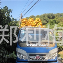产地直销大量批发梅州金柚正宗沙田柚