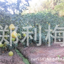 自产自销大量批发梅州金柚正宗沙田柚