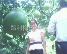 大量批发包甜梅州金柚正宗沙田柚