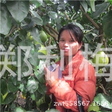 2013新上市精品果大量批发梅州金柚正宗沙田柚