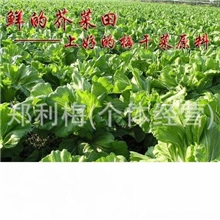 正宗梅县客家梅菜干