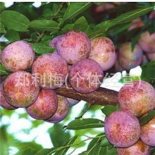 供应优质鲜甜新鲜水果李子－芙蓉李（粉奈李）产地直销货源充足