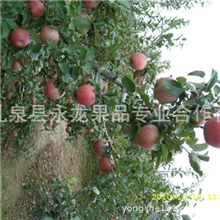 供应光果秦冠苹果